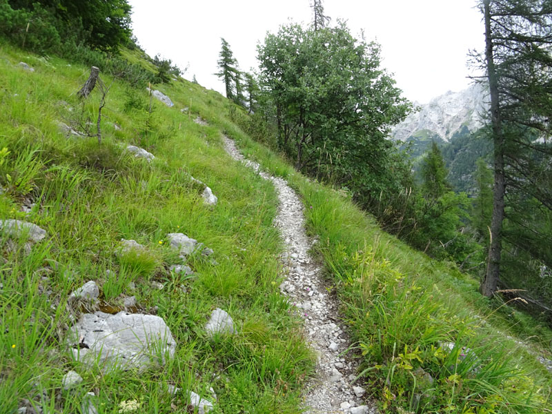 formiche sotto pietra: gruppo di Formica rufa s.l.